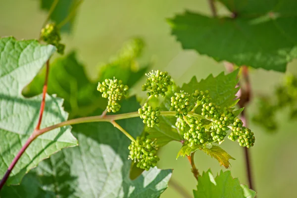 Zbliżenie kwiatów winogron — Zdjęcie stockowe