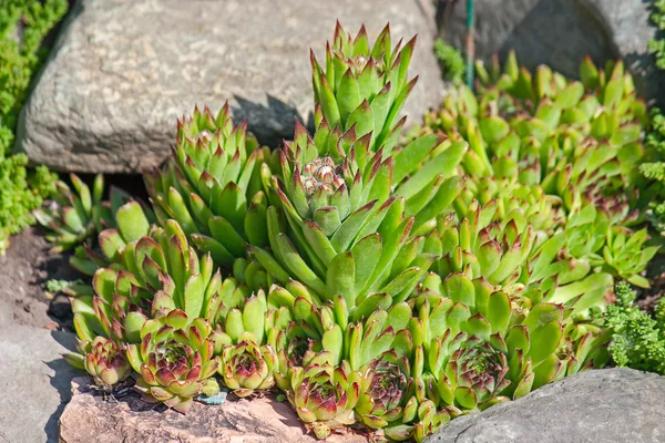 Sempervivum (sedum) 特写镜头 — 图库照片