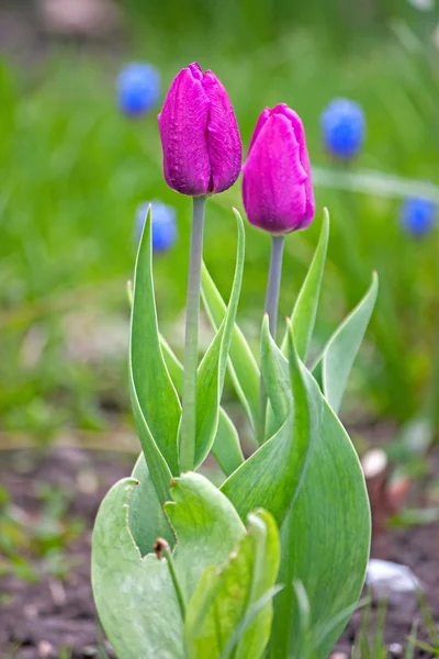 Dva tulipány closeup — Stock fotografie