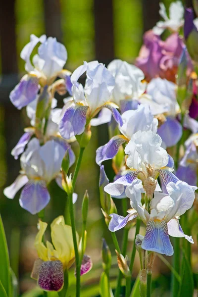 Peonys flower close-up — Stock Photo, Image