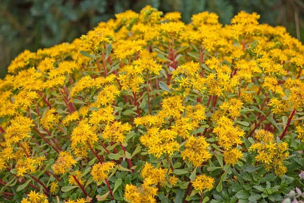 Flores amarelas sedum — Fotografia de Stock