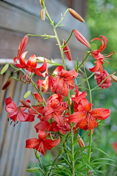 Flor de peônias close-up — Fotografia de Stock