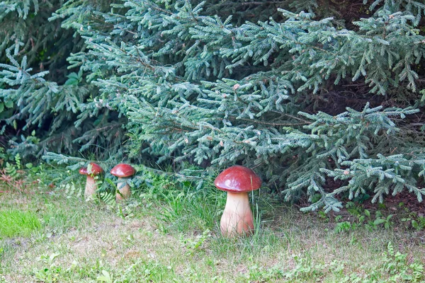 Mushrooms under fir — Stock Photo, Image