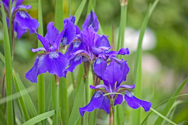 Iris close up — Stock Photo, Image