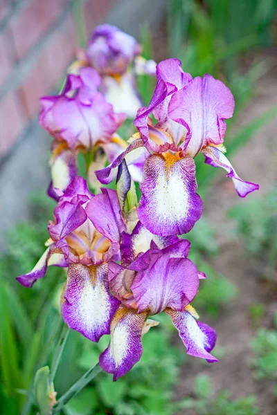 Iris close-up — Stockfoto