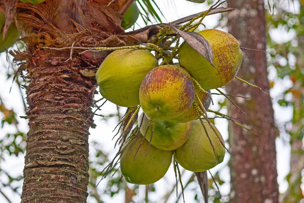 Kokosy na palmě — Stock fotografie