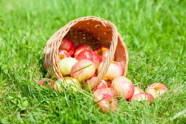 Cesta de mimbre de madera de manzanas frescas maduras en el jardín en gra verde — Foto de Stock