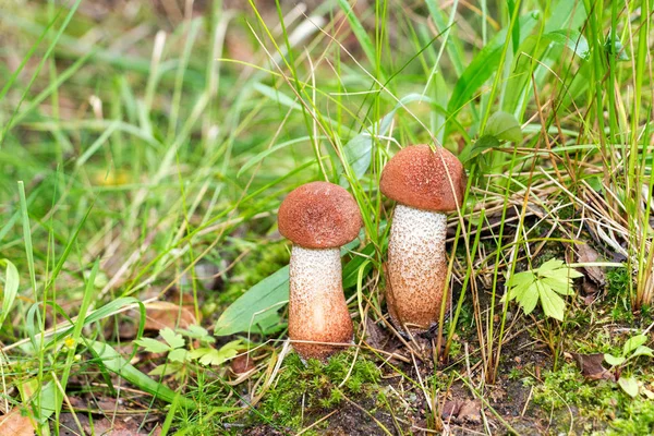 Floresta cogumelos comestíveis na grama verde — Fotografia de Stock