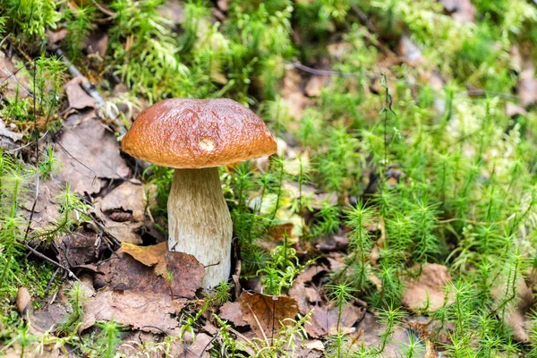 Лесной съедобный гриб с коричневой шапкой в зеленой траве — стоковое фото