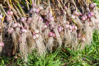 Taze sarımsak ampuller yeşil çimenlerin üzerinde kurutma hasat. Nutrit