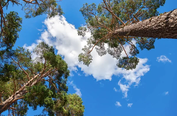Kronen van hoge dennenbomen boven zijn hoofd in het bos tegen b — Stockfoto