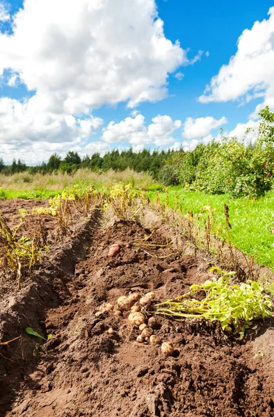Första skörden av odlade ekologiskt färskpotatis i sommar solig — Stockfoto