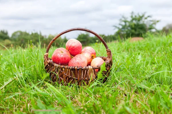 Cesta de mimbre de madera con manzanas frescas maduras en el jardín en verde g — Foto de Stock