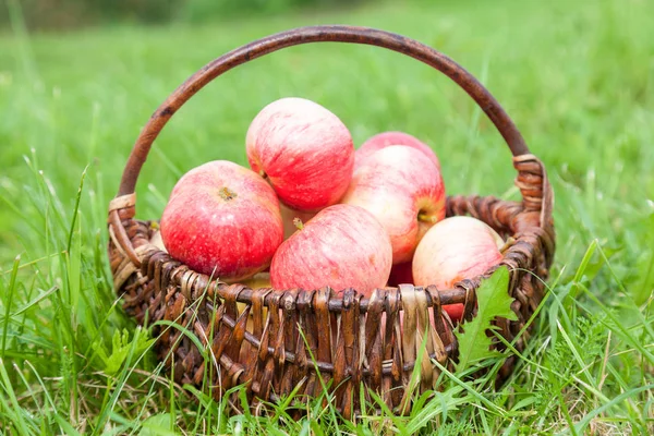 Bahçe Yeşil g taze olgun elma ile ahşap sepet