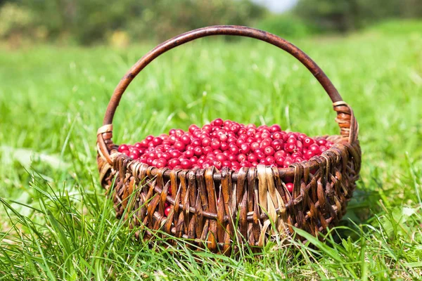 Wicker basket full of fresh ecological red cowberry on green gra