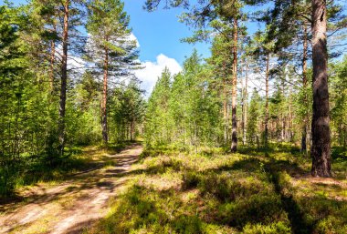 Çam ağaçları ve orman yolu yaz güneşli gün