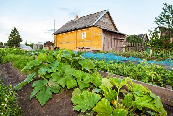 Landsbygdens landskap med små trähus och köksträdgård i — Stockfoto
