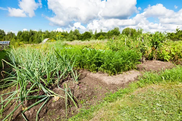 Güneşli yaz da organik sebze bahçesi ile kırsal manzara — Stok fotoğraf