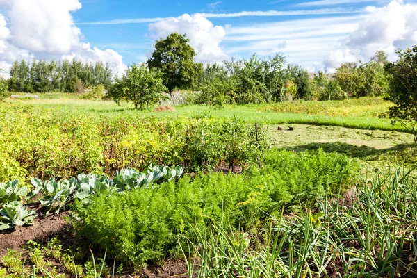 Сільський пейзаж з органічним овочевим садом влітку сонячна да — стокове фото