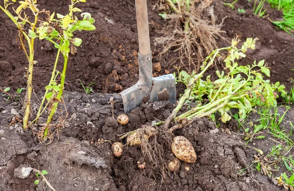 Nyligen grävt potatis och spade på gården plantagen i soliga — Stockfoto