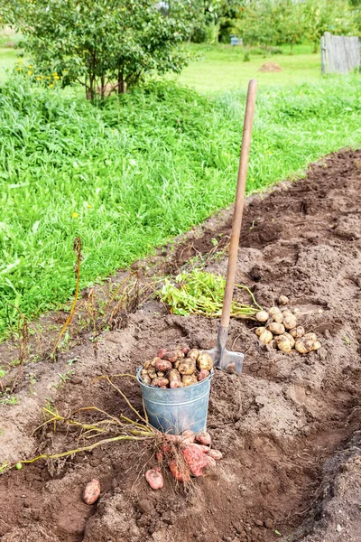 Nyligen grävt potatis i metall hink och spade på fältet i — Stockfoto