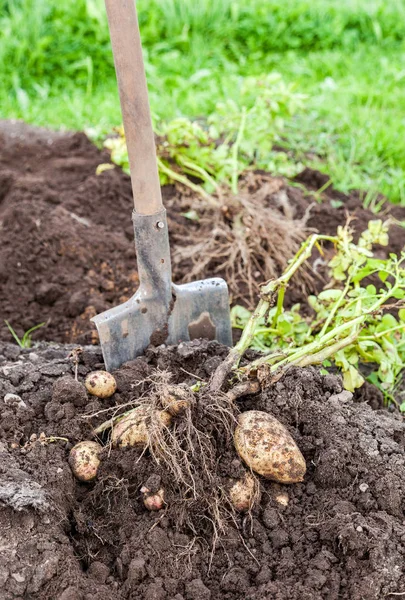 Vers gegraven aardappelen en shovel op de plantage van de boerderij in zonnige — Stockfoto