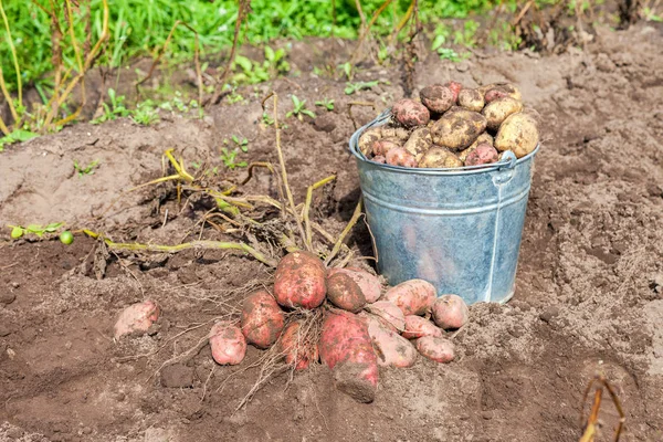 Ny ekologisk potatis i metall hink på grönsakslandet — Stockfoto