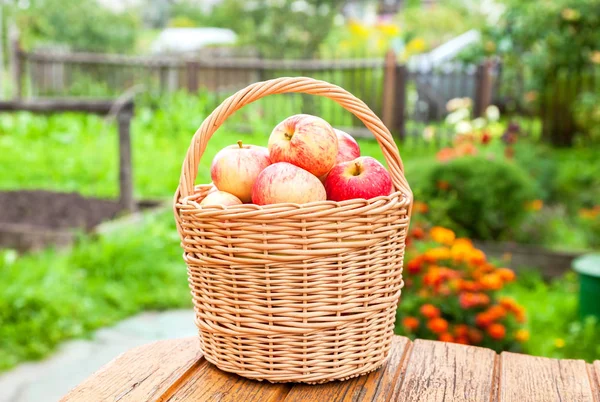 Cesta de mimbre de madera con manzanas maduras frescas en el jardín de nuevo — Foto de Stock