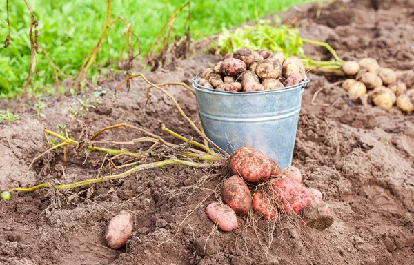Νέα βιολογικά πατάτες σε κάδο μέταλλο στο φυτικό κήπο — Φωτογραφία Αρχείου