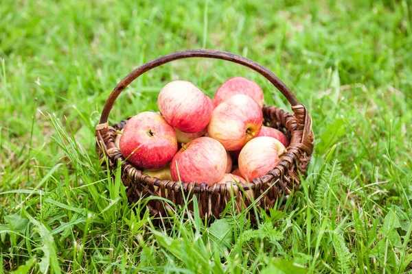 Cesta de mimbre de madera con manzanas frescas maduras en el jardín en verde g — Foto de Stock