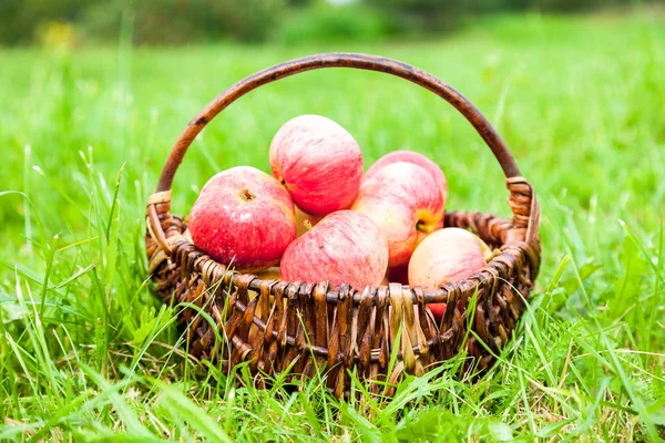 Bahçe Yeşil g taze olgun elma ile ahşap sepet