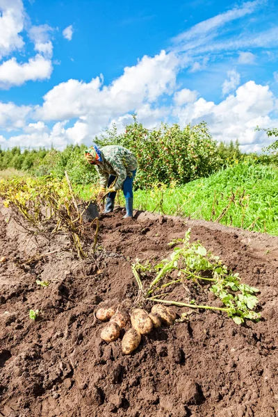 Kvinna som skördats potatis på fältet i ryska byn — Stockfoto