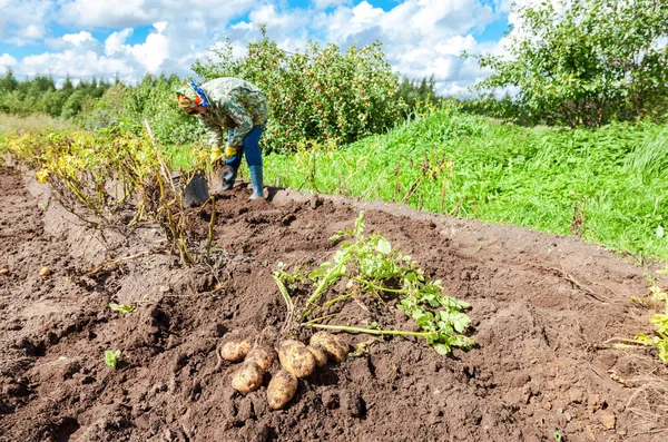 Mujer cosechó papa en el campo en aldea rusa —  Fotos de Stock