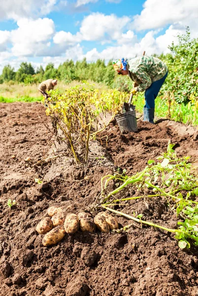 Kvinna som skördats potatis på fältet i ryska byn — Stockfoto