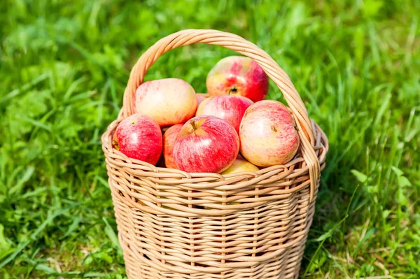 Cesta de mimbre de madera con manzanas frescas maduras en el jardín en verde g — Foto de Stock