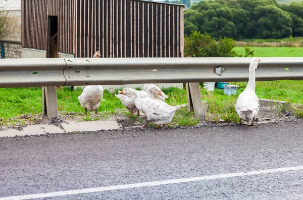 Geese are walking along the highway in summertime — Stock Photo, Image