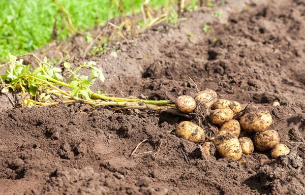 Grävde nymalen ekologisk potatis på fältet i soliga dag — Stockfoto