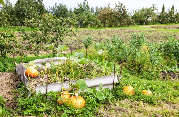 Orange pumpkins with big green leaves growing on the vegetable p — Stock Photo, Image