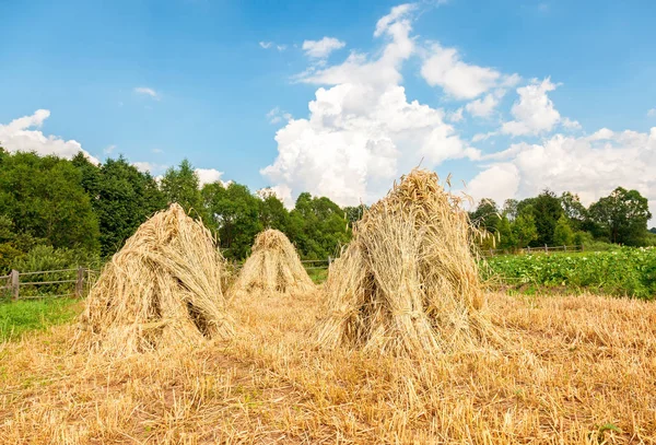 Feixes de trigo empilhados em pilhas no campo em um dia ensolarado. Ru... — Fotografia de Stock