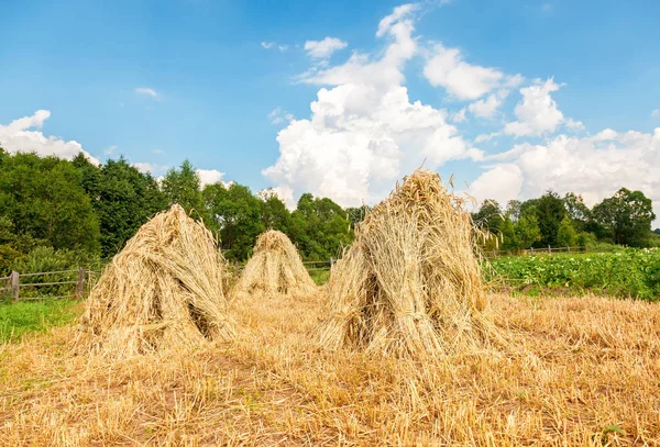 Nádkéve búzát halmoztak a papírköteget a mező egy napsütéses napon. Ru — Stock Fotó