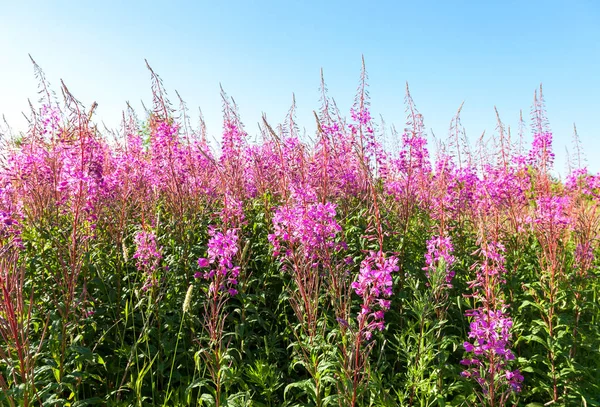 Willowherb in summer day on the background of blue sky — Stock Photo, Image
