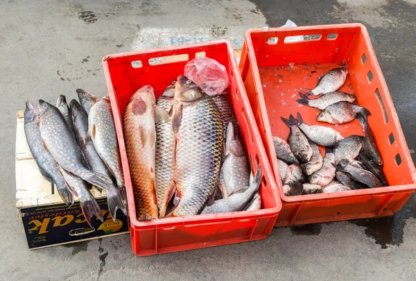 Ωμά ψάρια του γλυκού νερού έτοιμο προς πώληση στο δρόμο της πόλης — Φωτογραφία Αρχείου