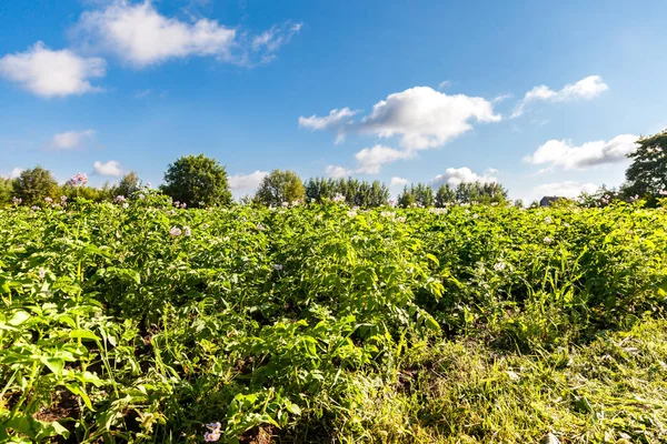 Plantasyon içinde güneşli yaz günü çiçeklere bitkilerle patates — Stok fotoğraf