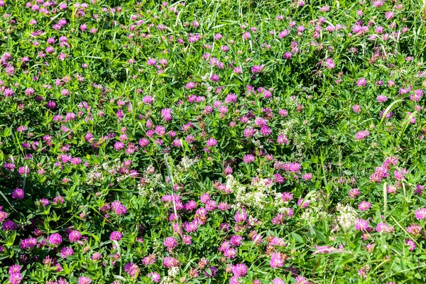 Flowers of a red clover on a meadow. Wild flowers as background