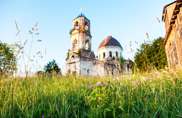 Wild flowers in the evening light on the blurred background of a — Stock Photo, Image