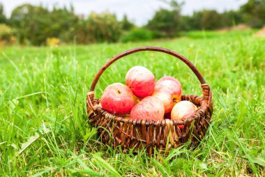 Bahçe Yeşil g taze olgun elma ile ahşap sepet