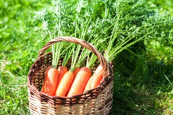 Cesta de mimbre de madera con zanahorias frescas con hojas verdes en el — Foto de Stock