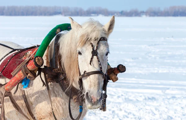 Голова белой лошади с ремнями безопасности в зимнее время — стоковое фото