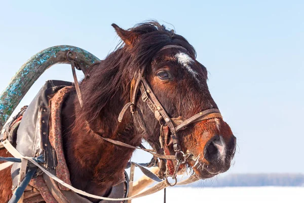 Hoofd van bruin paard met harnas in zonnige winterdag. Rijden op — Stockfoto