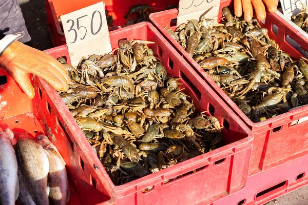 왕새우 준비가 로컬 fermers 시장에 있는 상자에서 라이브 — 스톡 사진